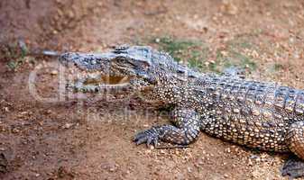 young crocodile, alligator on an ox