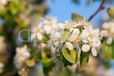 apple flowers against the blue sky