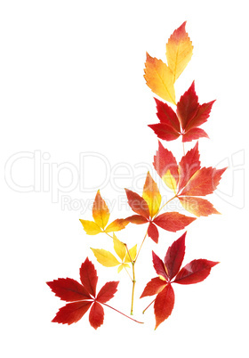 Feines Arrangement aus Herbstblättern