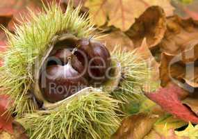 Frische Kastanien auf Herbstblättern