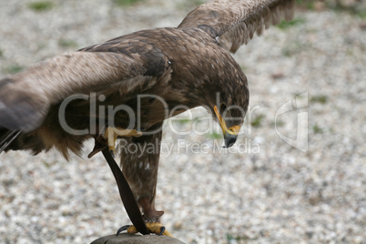 Steppenadler