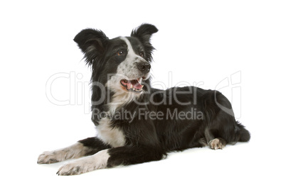 black and white border collie