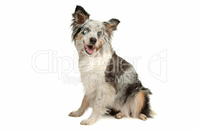 border collie sheepdog