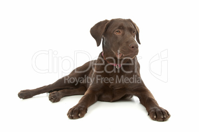 Chocolate Labrador Retriever