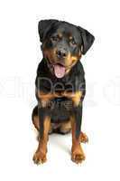 Rottweiler