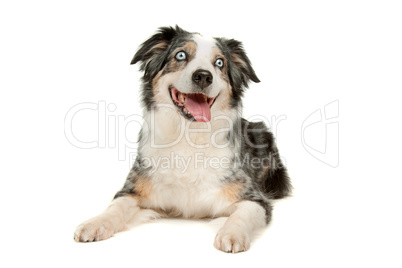 border collie sheepdog