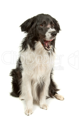 border collie sheepdog