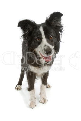 black and white border collie