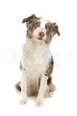 border collie sheepdog