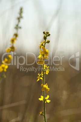 Agrimonia eupatoria