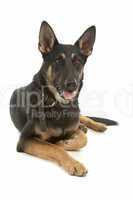 German Shepherd