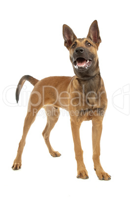 Belgian Shepherd Dog Malinois puppy