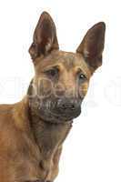 Belgian Shepherd Dog Malinois puppy