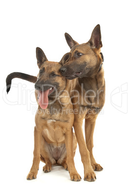 two Belgian Shepherd Dog (Malinois)puppies