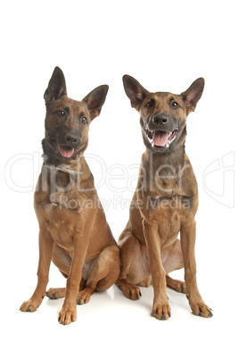 two Belgian Shepherd Dog (Malinois)puppies