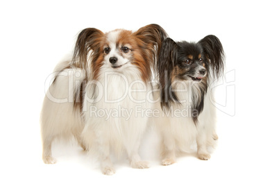 two Papillon dogs