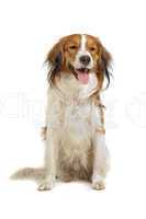 Kooiker Hound or Kooikerhondje