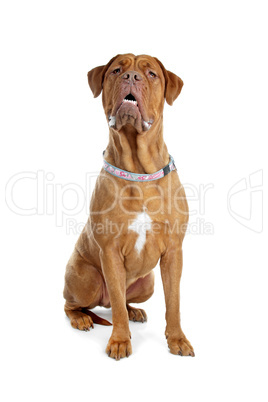 Bordeaux dog or French Mastiff