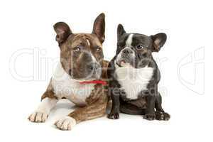 American Staffordshire Terrier and a French bulldog