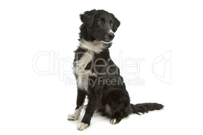 border collie sheepdog