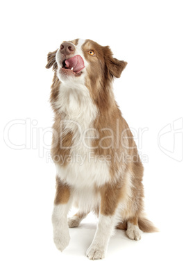 Australian Shepherd