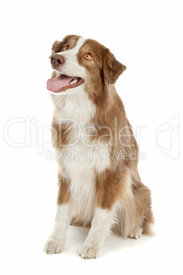 Australian Shepherd