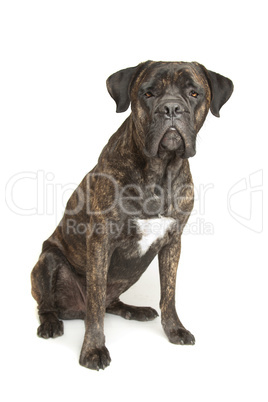 Cane Corso dog