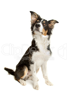 black and white border collie