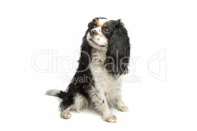 cavalier king charles cavalier king charles