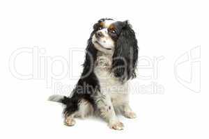 cavalier king charles