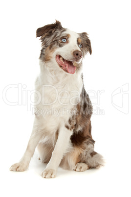 border collie sheepdog