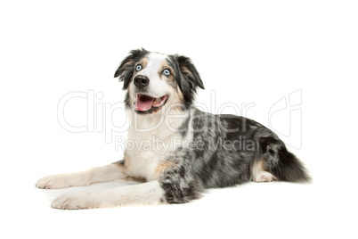 border collie sheepdog