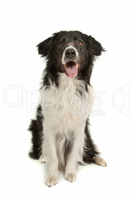 border collie sheepdog