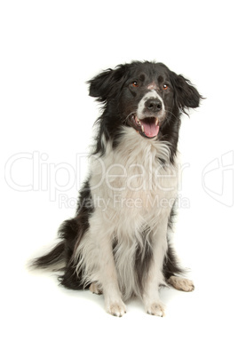 border collie sheepdog