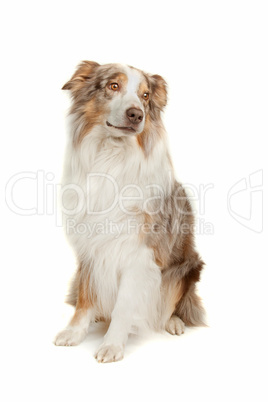 Australian Shepherd