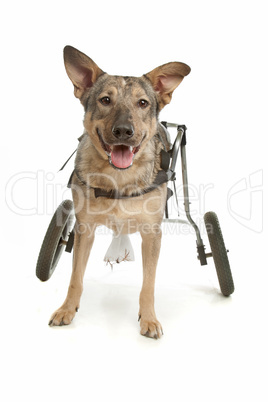 dog in a wheelchair