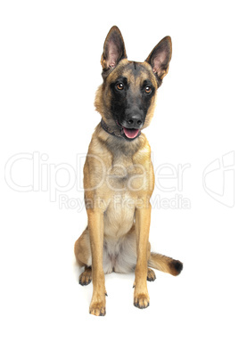 Belgian Shepherd Dog