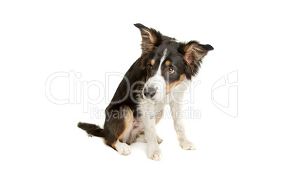 black and white border collie