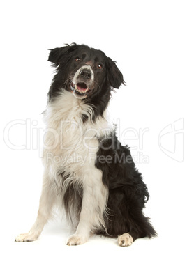 border collie sheepdog