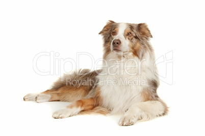 Australian Shepherd