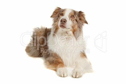 Australian Shepherd