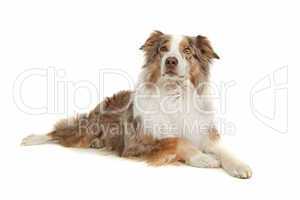 Australian Shepherd