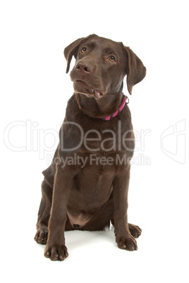 Chocolate Labrador Retriever