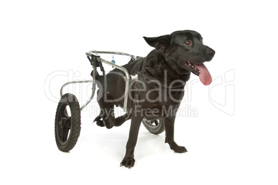 dog in a wheelchair