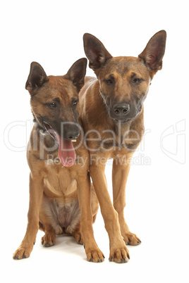 two Belgian Shepherd Dog (Malinois)puppies