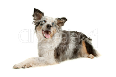 border collie sheepdog