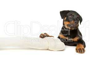 Rottweiler puppy with a huge white bone