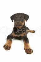 Rottweiler puppy