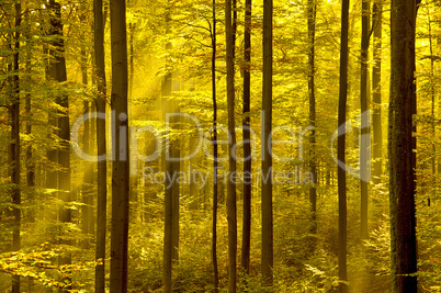 Goldener Herbstwald mit Sonnenstrahlen