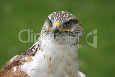 Königsrauhfußbussard